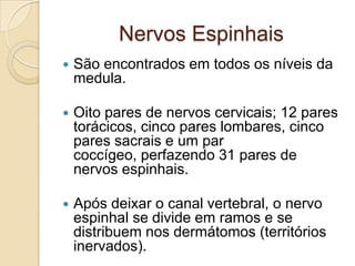 Nervos Espinhais
   São encontrados em todos os níveis da
    medula.

   Oito pares de nervos cervicais; 12 pares
    torácicos, cinco pares lombares, cinco
    pares sacrais e um par
    coccígeo, perfazendo 31 pares de
    nervos espinhais.

   Após deixar o canal vertebral, o nervo
    espinhal se divide em ramos e se
    distribuem nos dermátomos (territórios
    inervados).
 