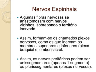 Nervos Espinhais
   Algumas fibras nervosas se
    anastomosam com nervos
    vizinhos, sobrepondo o território
    inervado.

   Assim, formam-se os chamados plexos
    nervosos, como os que inervam os
    membros superiores e inferiores (plexo
    braquial e lombossacral.

   Assim, os nervos periféricos podem ser
    unissegmentares (apenas 1 segmento)
    ou plurissegmentares (plexos nervosos).
 