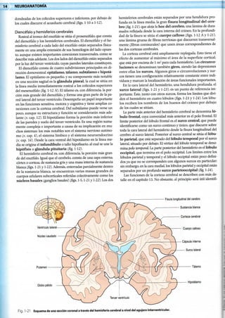 Neuroanatomia textoyatlas-crossman-100316005100-phpapp01