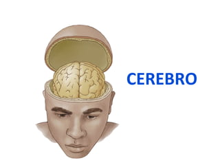 CEREBRO 
 
