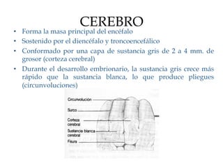CEREBRO
•  Forma la masa principal del encéfalo
•  Sostenido por el diencéfalo y troncoencefálico
•  Conformado por una capa de sustancia gris de 2 a 4 mm. de
   grosor (corteza cerebral)
•  Durante el desarrollo embrionario, la sustancia gris crece más
   rápido que la sustancia blanca, lo que produce pliegues
   (circunvoluciones)
 