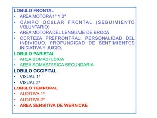 LOBULO FRONTAL
•  AREA MOTORA 1ª Y 2ª
•  C A M P O O C U L A R F R O N TA L ( S E G U I M I E N T O
   VOLUNTARIO)
•  AREA MOTORA DEL LENGUAJE DE BROCA
•  CORTEZA PREFRONTRAL: PERSONALIDAD DEL
   INDIVIDUO, PROFUNDIDAD DE SENTIMIENTOS
   INICIATIVA Y JUICIO.
LOBULO PARIETAL
•  AREA SOMASTESICA
•  AREA SOMASTESICA SECUNDARIA
LOBULO OCCIPITAL
•  VISUAL 1ª
•  VISUAL 2ª
LOBULO TEMPORAL
•  AUDITIVA 1ª
•  AUDITIVA 2ª
•  AREA SENSITIVA DE WERNICKE
 