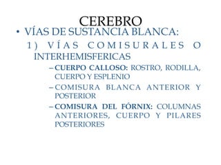 CEREBRO
•  VÍAS DE SUSTANCIA BLANCA:
 1) VÍAS COMISURALES                 O
  INTERHEMISFERICAS
     – CUERPO CALLOSO: ROSTRO, RODILLA,
       CUERPO Y ESPLENIO
     – COMISURA BLANCA ANTERIOR Y
       POSTERIOR
     – COMISURA DEL FÓRNIX: COLUMNAS
       ANTERIORES, CUERPO Y PILARES
       POSTERIORES
 
