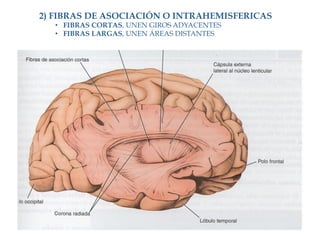 2) FIBRAS DE ASOCIACIÓN O INTRAHEMISFERICAS
  •  FIBRAS CORTAS, UNEN GIROS ADYACENTES
  •  FIBRAS LARGAS, UNEN ÁREAS DISTANTES
 