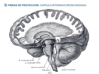 3) FIBRAS DE PROYECCION: CAPSULA INTERNA/CORONA RADIADA
 