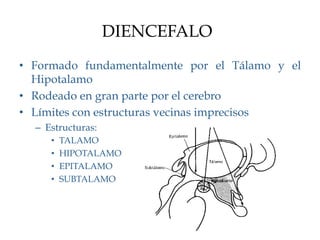 DIENCEFALO
•  Formado fundamentalmente por el Tálamo y el
   Hipotalamo
•  Rodeado en gran parte por el cerebro
•  Límites con estructuras vecinas imprecisos
  –  Estructuras:
     •    TALAMO
     •    HIPOTALAMO
     •    EPITALAMO
     •    SUBTALAMO
 
