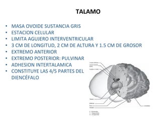 TALAMO 

•     MASA OVOIDE SUSTANCIA GRIS 
•     ESTACION CELULAR  
•     LIMITA AGUJERO INTERVENTRICULAR 
•     3 CM DE LONGITUD, 2 CM DE ALTURA Y 1.5 CM DE GROSOR 
•     EXTREMO ANTERIOR 
•     EXTREMO POSTERIOR: PULVINAR 
•     ADHESION INTERTALAMICA 
•     CONSTITUYE LAS 4/5 PARTES DEL  
      DIENCÉFALO 
 