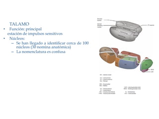 TALAMO
•   Función: principal
   estación de impulsos sensitivos
•  Núcleos:
     –  Se han llegado a identificar cerca de 100
        núcleos (30 nomina anatómica)
     –  La nomenclatura es confusa
 