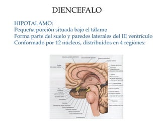 DIENCEFALO
HIPOTALAMO:
Pequeña porción situada bajo el tálamo
Forma parte del suelo y paredes laterales del III ventrículo
Conformado por 12 núcleos, distribuidos en 4 regiones:
 