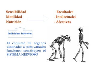  
Sensibilidad                    Facultades
Motilidad                     - Intelectuales
Nutrición                     - Afectivas

    Individuos Inferiores



El conjunto de órganos
destinados a estas variadas
funciones constituyen el
SISTEMA NERVIOSO
 