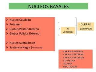 NUCLEOS BASALES 

  Nucleo Caudado 
  Putamen                                            CUERPO
  Globus Palidus Interno                   N.        ESTRIADO
                                         Lenticular
  Globus Palidus Externo 

  Nucleo Subtalámico 
  Sustancia Negra (Mesencefalo) 
                                        CAPSULA INTERNA
                                        CAPSULA EXTERNA
                                        CAPSULA EXTREMA
                                        CLAUSTRO
                                        TALAMO
                                        HIPOTALAMO
 