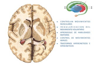     C O N T R O L A N  M O V I M I E N T O S 
     MUSCULARES 
    R E G U L A R I Z A C I O N   D E L 
     MOVIMIENTO VOLUNTARIO 
    APRENDIZAJE  DE  HABILIDADES 
     MOTORAS 
    CONTROL  DE  MOVIMIENTOS 
     AXIALES 
    TRASTORNOS  HIPERCINETICOS  E 
     HIPOCINETICOS 
 