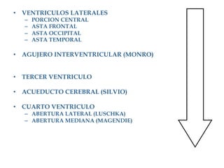 •  VENTRICULOS LATERALES
  –    PORCION CENTRAL
  –    ASTA FRONTAL
  –    ASTA OCCIPITAL
  –    ASTA TEMPORAL

•  AGUJERO INTERVENTRICULAR (MONRO)


•  TERCER VENTRICULO

•  ACUEDUCTO CEREBRAL (SILVIO)

•  CUARTO VENTRICULO
  –  ABERTURA LATERAL (LUSCHKA)
  –  ABERTURA MEDIANA (MAGENDIE)
 
