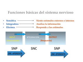 Funciones básicas del sistema nervioso

•  Sensitiva                              Siente estímulos externos e internos
•  Integradora                            Analiza la información
•  Efectora                               Responde a los estímulos

       
            INPUT                INTEGRACION                  OUTPUT 
       (Información)                              (Respuesta) 
 

             SNP                    SNC                          SNP 
       INF. AFERENTE                                         INF. EFERENTE
 