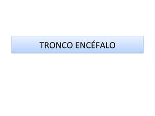 TRONCO ENCÉFALO 
 