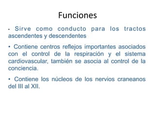 Funciones 
• Sirve como conducto para los tractos
ascendentes y descendentes
•  Contiene centros reflejos importantes asociados
con el control de la respiración y el sistema
cardiovascular, también se asocia al control de la
conciencia.
•  Contiene los núcleos de los nervios craneanos
del III al XII.
 