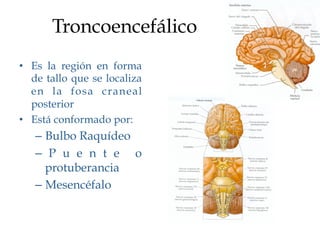 Troncoencefálico
•  Es la región en forma
   de tallo que se localiza
   en la fosa craneal
   posterior
•  Está conformado por:
   –  Bulbo Raquídeo
   –  P u e n t e o
      protuberancia
   –  Mesencéfalo
 