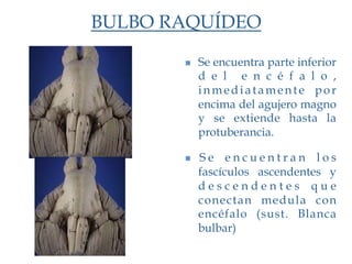 BULBO RAQUÍDEO

           Se encuentra parte inferior
            d e l e n c é f a l o ,
            inmediatamente por
            encima del agujero magno
            y se extiende hasta la
            protuberancia.

           Se encuentran los
            fascículos ascendentes y
            descendentes que
            conectan medula con
            encéfalo (sust. Blanca
            bulbar)
 