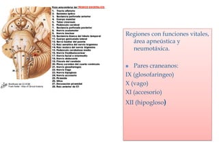 Regiones con funciones vitales,
  área apneústica y
  neumotáxica.

  Pares craneanos:
IX (glosofaringeo)
X (vago)
XI (accesorio)
XII (hipogloso)
 