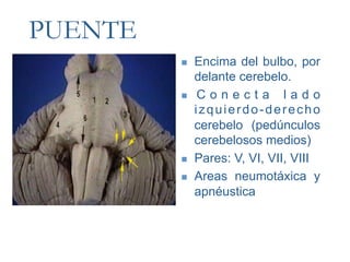 PUENTE
             Encima del bulbo, por
              delante cerebelo.
             Conecta lado
              izquierdo-derecho
              cerebelo (pedúnculos
              cerebelosos medios)
             Pares: V, VI, VII, VIII
             Areas neumotáxica y
              apnéustica
 