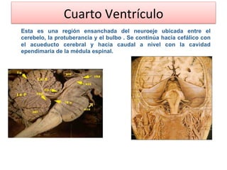 Cuarto Ventrículo 
Esta es una región ensanchada del neuroeje ubicada entre el
cerebelo, la protuberancia y el bulbo . Se continúa hacia cefálico con
el acueducto cerebral y hacia caudal a nivel con la cavidad
ependimaria de la médula espinal.
 