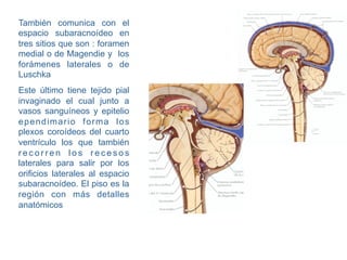 También comunica con el
espacio subaracnoídeo en
tres sitios que son : foramen
medial o de Magendie y los
forámenes laterales o de
Luschka
Este último tiene tejido pial
invaginado el cual junto a
vasos sanguíneos y epitelio
ependimario forma los
plexos coroídeos del cuarto
ventrículo los que también
recorren los recesos
laterales para salir por los
orificios laterales al espacio
subaracnoídeo. El piso es la
región con más detalles
anatómicos
 