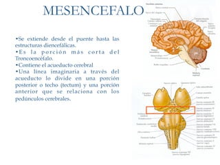 MESENCEFALO
• Se extiende desde el puente hasta las
estructuras diencefálicas.
• E s l a p o r c i ó n m á s c o r t a d e l
Troncoencéfalo.
• Contiene el acueducto cerebral
• U na línea imaginaria a través del
acueducto lo divide en una porción
posterior o techo (tectum) y una porción
anterior que se relaciona con los
pedúnculos cerebrales.
 