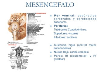 MESENCEFALO
         Por ventral: pedúnculos
          cerebrales y cerebelosos
          superiores
         Por dorsal:
          Tubérculos Cuadrigéminos:
          Superiores: visuales
          Inferiores: auditivos

         Sustancia nigra (control motor
          subconciente)
         Nucleo Rojo: cortex-cerebelo
         Pares: III (oculomotor) y IV
          (troclear)
 