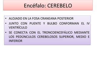 Encéfalo: CEREBELO 

•  ALOJADO EN LA FOSA CRANEANA POSTERIOR 
•  JUNTO  CON  PUENTE  Y  BULBO  CONFORMAN  EL  IV 
   VENTRÍCULO 
•  SE  CONECTA  CON  EL  TRONCOENCEFÁLICO  MEDIANTE 
   LOS  PEDÚNCULOS  CEREBELOSOS  SUPERIOR,  MEDIO  E 
   INFERIOR 
 
