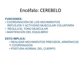 Encéfalo: CEREBELO 
FUNCIONES:
•  COORDINACIÓN DE LOS MOVIMIENTOS
   REFLEJOS Y ACTIVIDAD MUSCULAR VOLUNTARIA
•  REGULA EL TONO MUSCULAR
•  MANTENCIÓN DEL EQUILIBRIO

ESTO IMPLICA:
  •  REALIZAR MOVIMIENTOS PRECISOS, ARMÓNICOS
  Y COORDINADOS
  •  POSTURA NORMAL DEL CUERPO
 