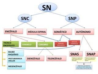 SN 
                SNC                                         SNP 

 ENCÉFALO             MÉDULA ESPINAL         SOMÁTICO               AUTÓNOMO 


                                                              NERVIOS 
TRONCO                                          NERVIOS      CRANEALES 
ENCEFÁLICO       CEREBELO     CEREBRO          RAQUIDEOS 



    BULBO 
    RAQUÍDEO                                                SNAS          SNAP 
    PROTUBERANCIA    DIENCÉFALO         TELENCÉFALO 
    ANULAR 

    MESENCÉFALO 
 