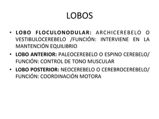 LOBOS 
•  LOBO  FLOCULONODULAR:  ARCHICEREBELO  O 
   VESTIBULOCEREBELO  /FUNCIÓN:  INTERVIENE  EN  LA 
   MANTENCIÓN EQUILIBRIO 
•  LOBO ANTERIOR: PALEOCEREBELO O ESPINO CEREBELO/ 
   FUNCIÓN: CONTROL DE TONO MUSCULAR 
•  LOBO POSTERIOR: NEOCEREBELO O CEREBROCEREBELO/ 
   FUNCIÓN: COORDINACIÓN MOTORA 
 
