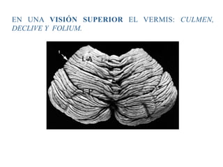 EN UNA VISIÓN SUPERIOR EL VERMIS: CULMEN,
DECLIVE Y FOLIUM.
 