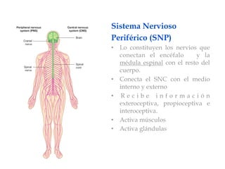 Sistema Nervioso
Periférico (SNP)
•  Lo constituyen los nervios que
   conectan el encéfalo        y la
   médula espinal con el resto del
   cuerpo.
•  Conecta el SNC con el medio
   interno y externo
•  R e c i b e i n f o r m a c i ó n
   exteroceptiva, propioceptiva e
   interoceptiva.
•  Activa músculos
•  Activa glándulas
 