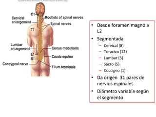 •  Desde foramen magno a 
   L2 
•  Segmentada 
   –    Cervical (8) 
   –    Toracico (12) 
   –    Lumbar (5) 
   –    Sacro (5) 
   –    Coccígeo (1) 
•  Da origen  31 pares de 
   nervios espinales 
•  Diámetro variable según 
   el segmento 
 