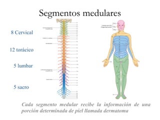 Segmentos medulares
8 Cervical


12 torácico


 5 lumbar



 5 sacro


     Cada segmento medular recibe la información de una
     porción determinada de piel llamada dermatoma
 
