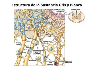Estructura de la Sustancia Gris y Blanca
 