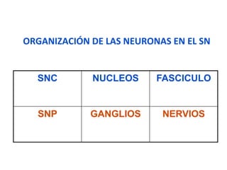 ORGANIZACIÓN DE LAS NEURONAS EN EL SN 


  SNC        NUCLEOS      FASCICULO


  SNP        GANGLIOS      NERVIOS
 