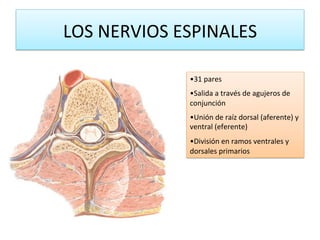 LOS NERVIOS ESPINALES 

              • 31 pares 
              • Salida a través de agujeros de 
              conjunción 
              • Unión de raíz dorsal (aferente) y 
              ventral (eferente) 
              • División en ramos ventrales y 
              dorsales primarios 
 