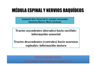 MÉDULA ESPINAL Y NERVIOS RAQUÍDEOS
     Sustancia Gris: forma de H, cuerpos neuronales 
           Sustancia Blanca: ﬁbras nerviosas 


 Tractos ascendentes (dorsales) hacia encéfalo:
             información sensorial

Tractos descendentes (ventrales) hacia neuronas
         espinales: información motora


                  NERVIO RAQUÍDEO MIXTO:  
       RAÍZ DORSAL + RAÍZ VENTRAL DEL MISMO LADO 
 