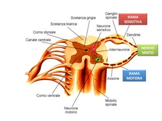 RAMA 
SENSITIVA 




         NERVIO 
         MIXTO 




  RAMA 
 MOTORA 
 