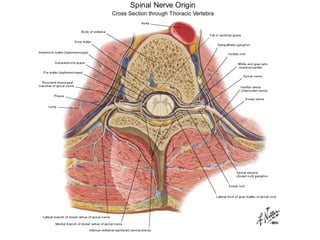 Neuroanatomia general