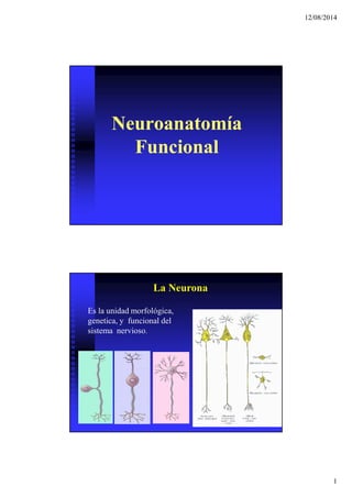 12/08/2014
1
Neuroanatomía
Funcional
Neuroanatomía
Funcional
Es la unidad morfológica,
genetica, y funcional del
sistema nervioso.
La Neurona
 