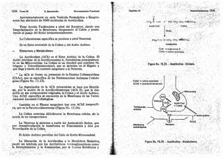 Tomo3tratadodeneuroanatomíafuncional.pdf