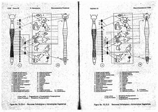 Tomo3tratadodeneuroanatomíafuncional.pdf