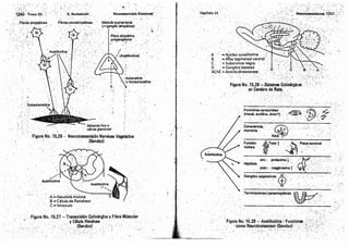 Tomo3tratadodeneuroanatomíafuncional.pdf