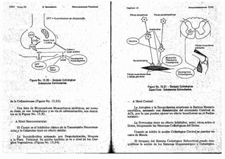 Tomo3tratadodeneuroanatomíafuncional.pdf