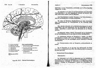 Tomo3tratadodeneuroanatomíafuncional.pdf