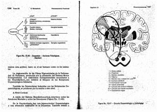 Tomo3tratadodeneuroanatomíafuncional.pdf