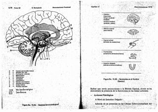 Tomo3tratadodeneuroanatomíafuncional.pdf